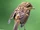 Birds.2011 1848.jpg