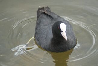 Coot