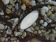 Cuttlebone washed up in Dorset - WWC Archives