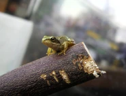 Young frog. Has been without a tail for just a few days.