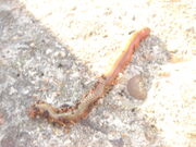 Ragworm2