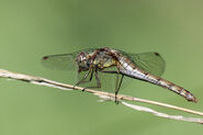 Female Common Darter (Sympetrum striolatum)