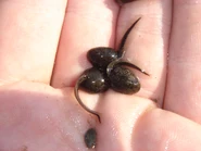 Common Frog tadpoles