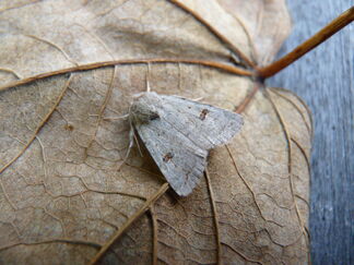 Platyperigea kadenii ~ Clancy's Rustic