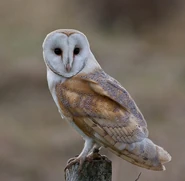 Barn Owl - http://www.flickr.com/photos/gordiesbirdies