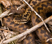 Adder