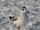 BHgull.jpg