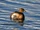 Birds.2009 252.jpg