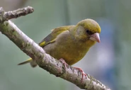 Birds.2010 1596.jpg (558 KB) Greenfinch - http://www.flickr.com/photos/48035701@N04/