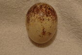 Golden Eagle egg uploaded by Peter.