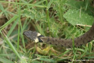 Grass snake band