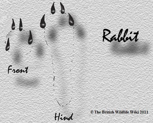 Rabbit Tracks | British Wildlife Wiki | Fandom
