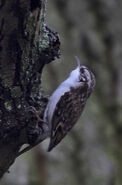 Treecreeper - http://www.flickr.com/photos/48035701@N04/