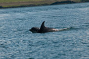 Mother and calf