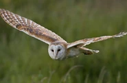 Barn Owl in Flight - http://www.flickr.com/photos/gordiesbirdies/