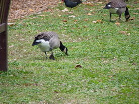 Richardson's Goose