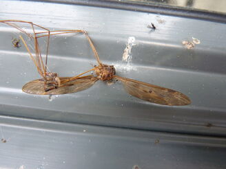 Tipula maxima