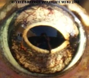 Common Frog Eye - WWC Archives