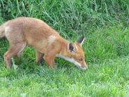 Red Fox - Tel