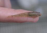 Common Goby