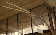 Narwhal skeleton - WWC Archives