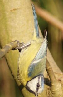 Blue Tit branch