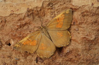 Orange Moth