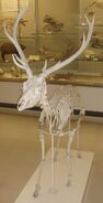 Red Deer skeleton - WWC Archives