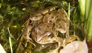 Common Frog