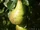 European Pear