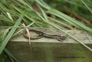 Common Lizard - WWC Archives