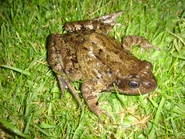 Common Frog