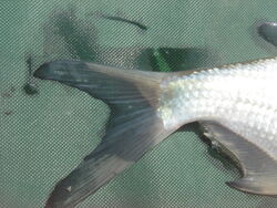 Silver Bream Showing Caudal Fin and Anal Fin - WWC Archives