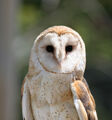 Barn Owl - http://www.flickr.com/photos/48035701@N04/