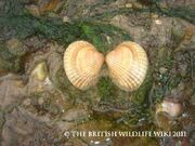 Cockle
