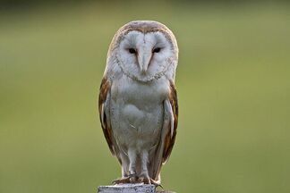 BarnOwlGord