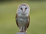 Barn Owl