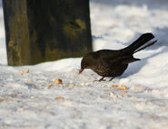 Female blackbird