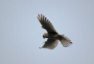 Kestrel searching for food - http://www.flickr.com/photos/48035701@N04/