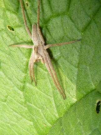 Nursury Web Spider