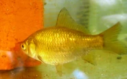 Baby Roach - Highlighting fins and scale pattern