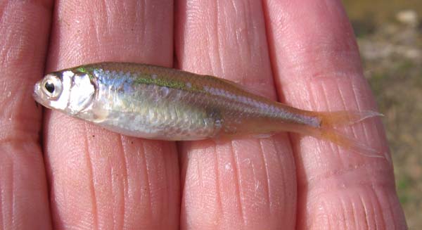 Minnow - Wikipedia