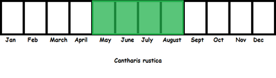 Cantharis rustica TL