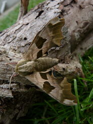 Lime Hawkmoth - http://www.flickr.com/photos/qwertyqwertyqwerty/