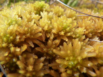 Bog Moss
