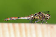 Mature Female Common Darter (Sympetrum striolatum)