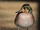 Baikal Teal