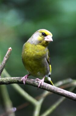 Greenfinch | British Wildlife Wiki | Fandom