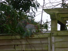 grey squirrel on my garden fence behavior