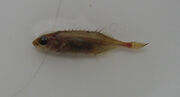 Tenspined stickleback